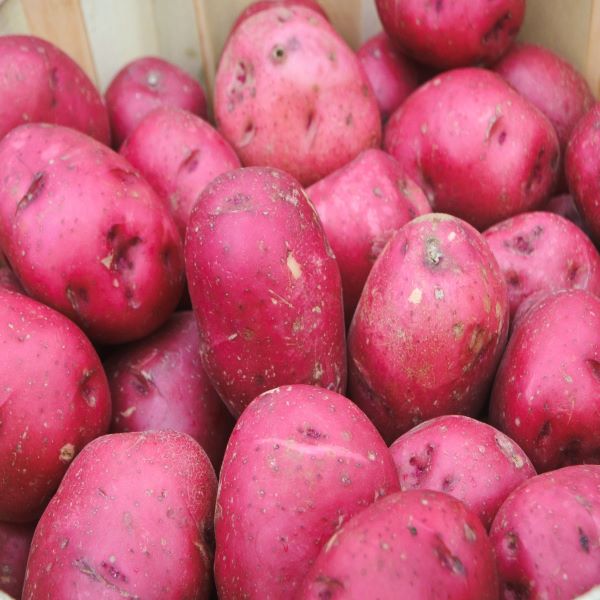 Red Potato- 1x25kg03